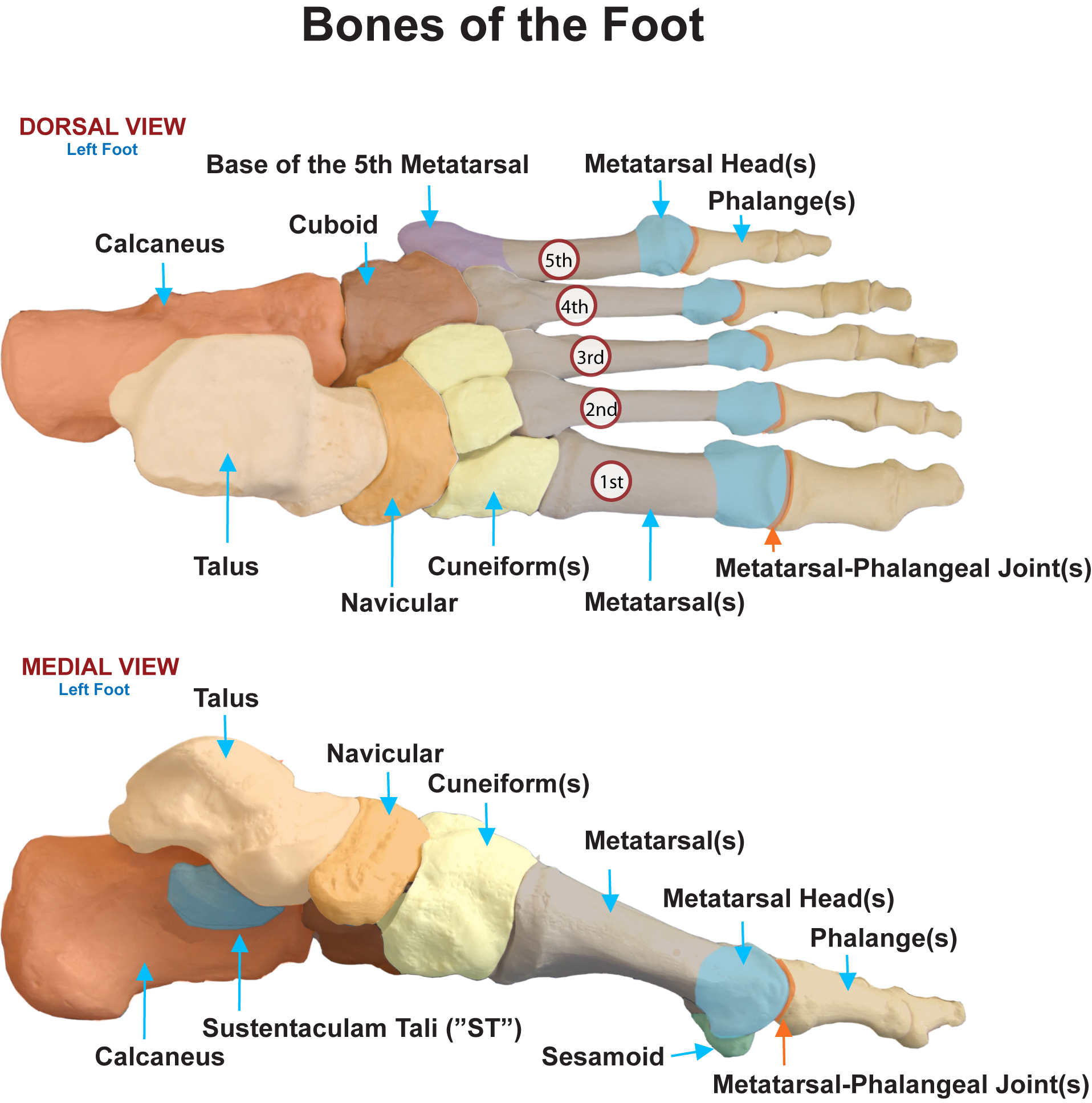Metatarsal Head